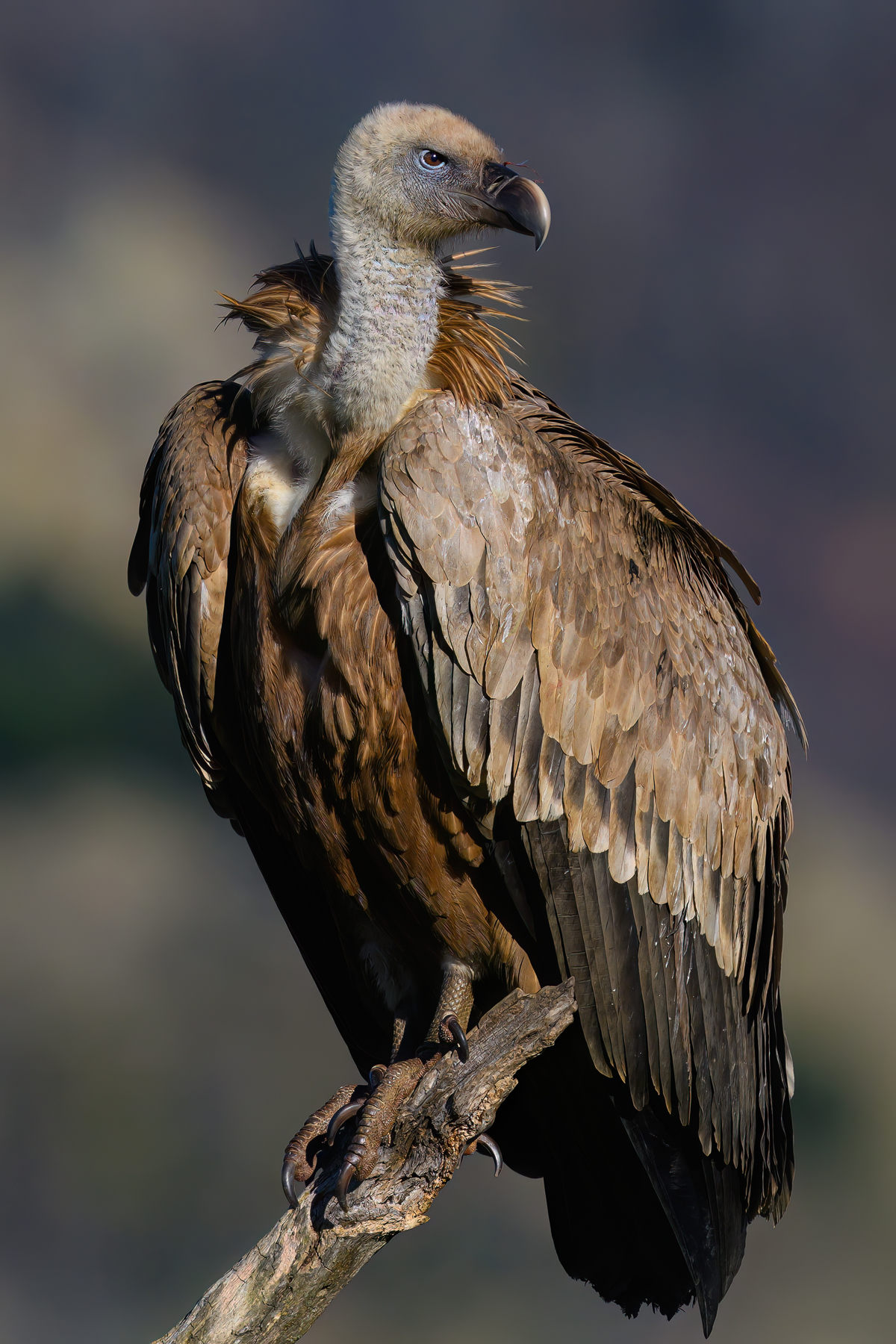 Όρνιο -Γύπας-Gyps fulvu-griffon vulture